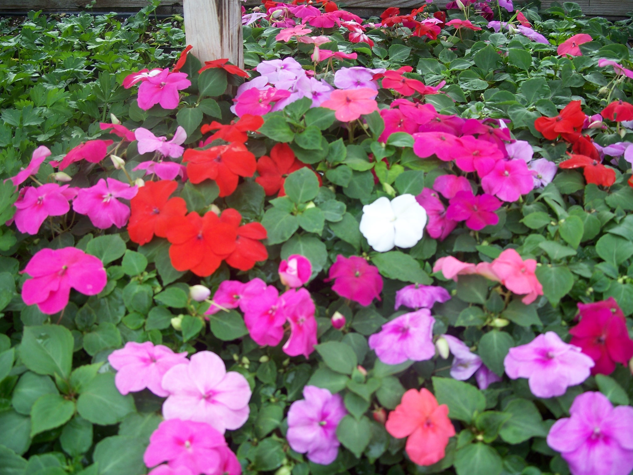 Super Elfin Impatiens