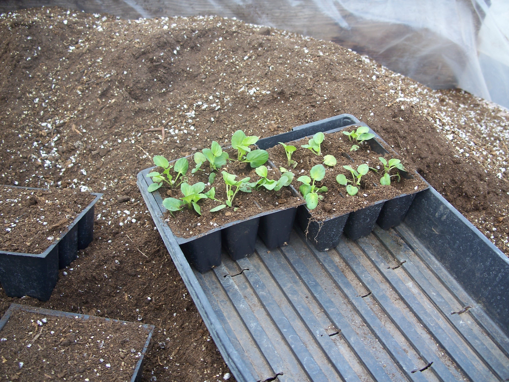 seedlings